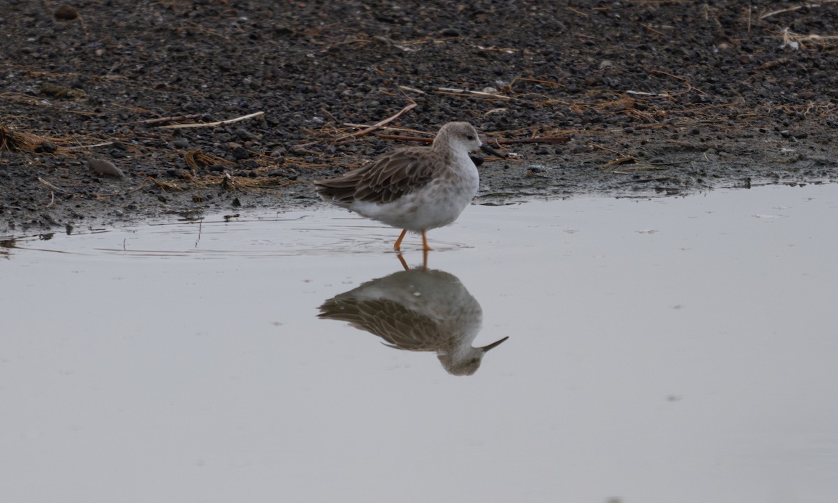 Ruff - ML640407262