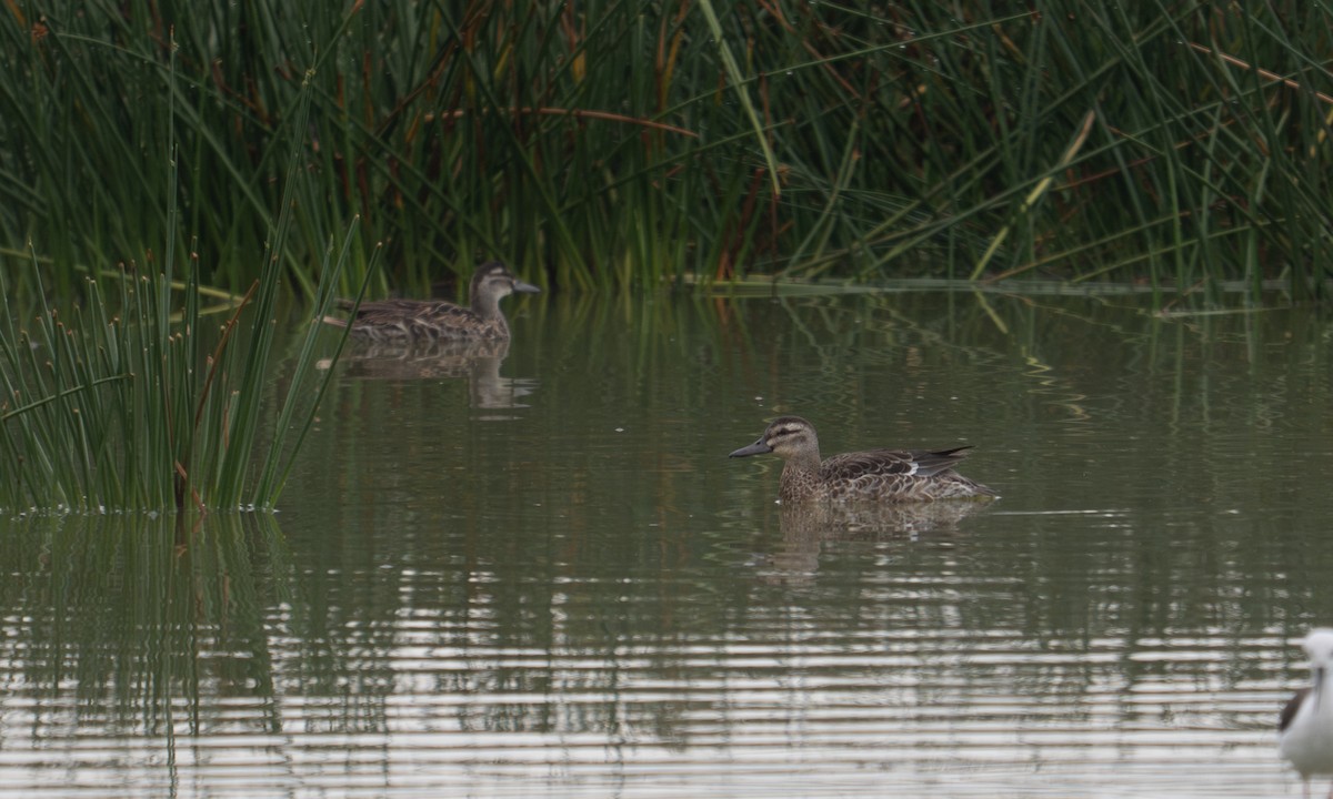 Garganey - ML640407295