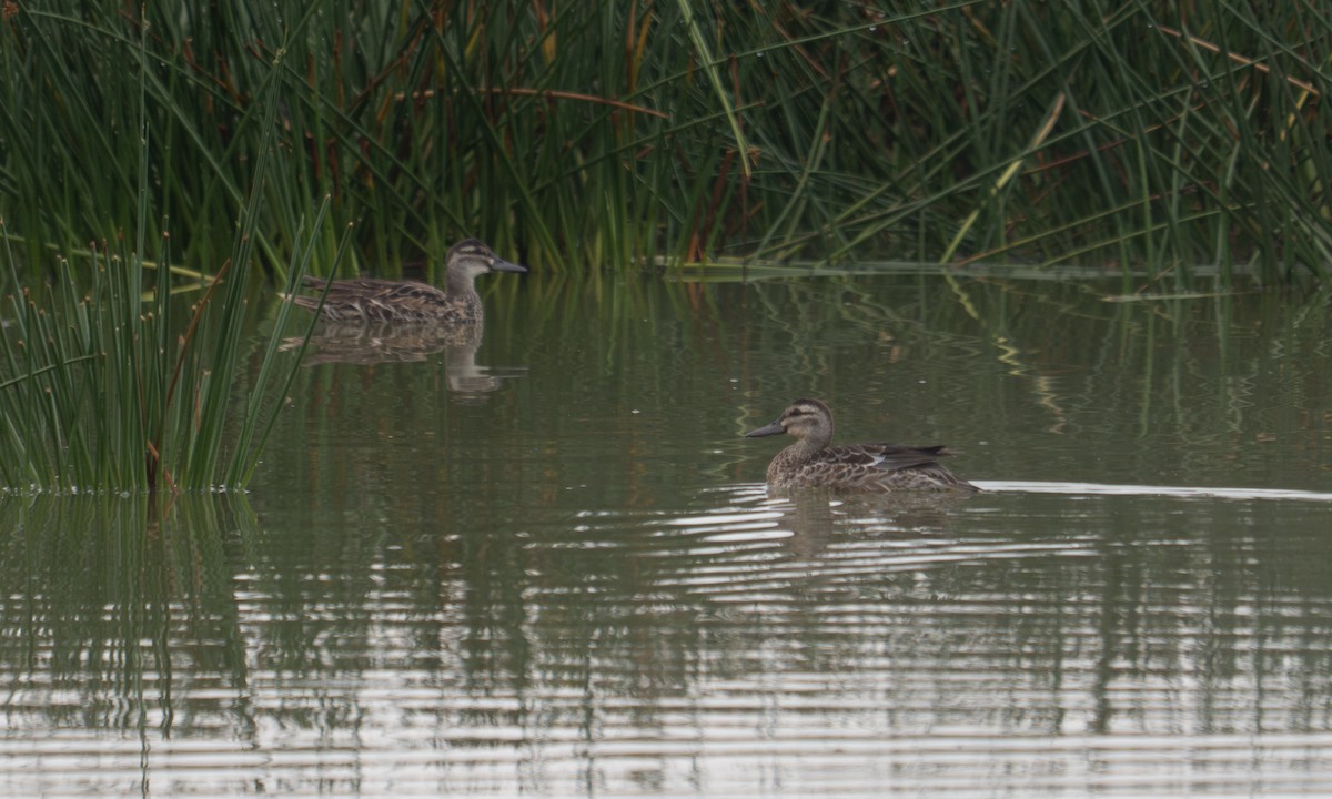 Garganey - ML640407296