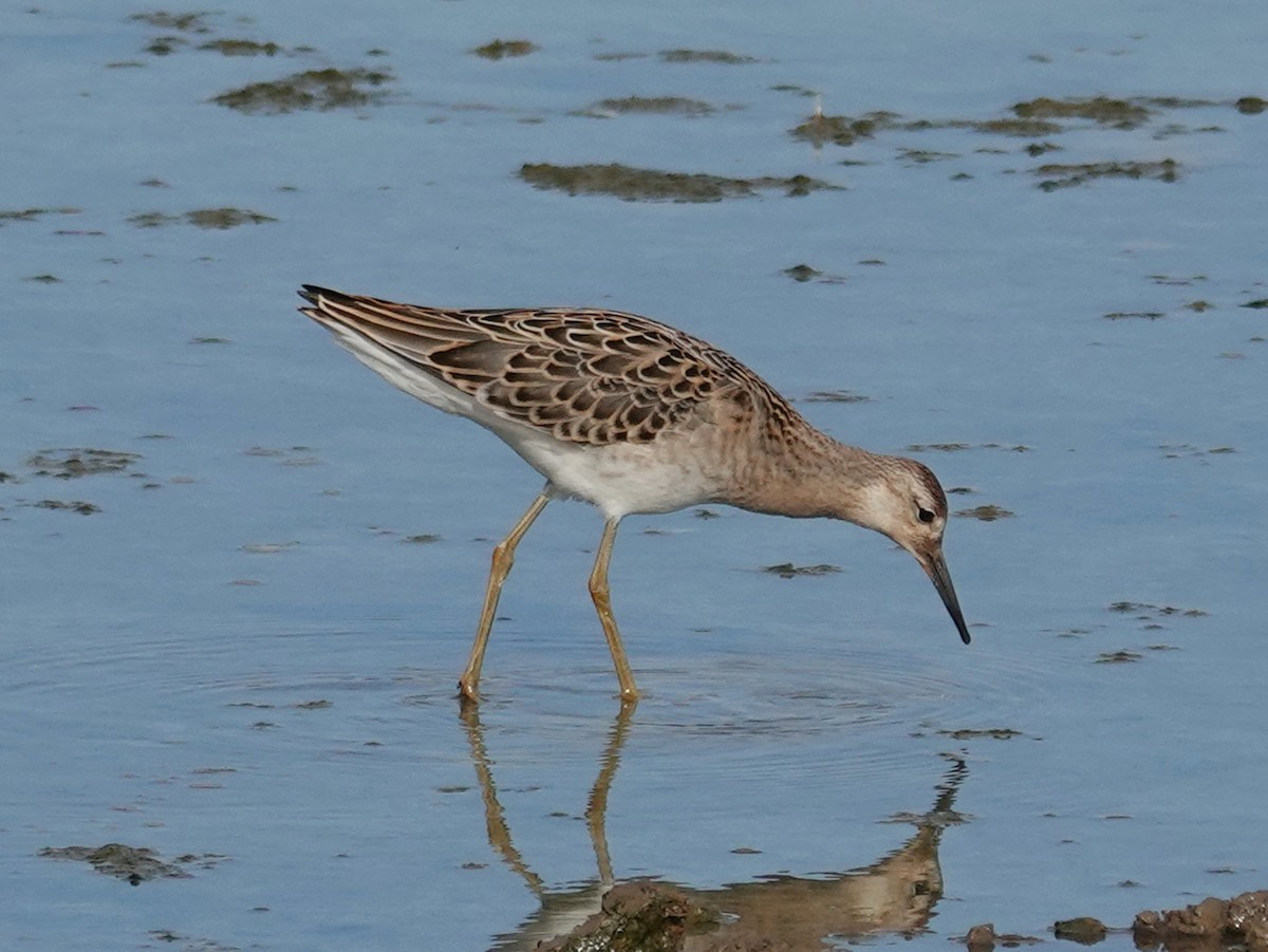 Ruff - ML640407307