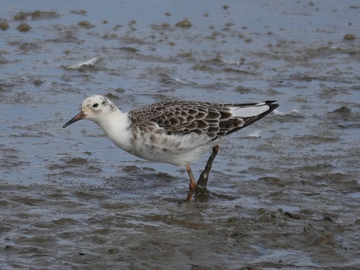 Ruff - ML640407308