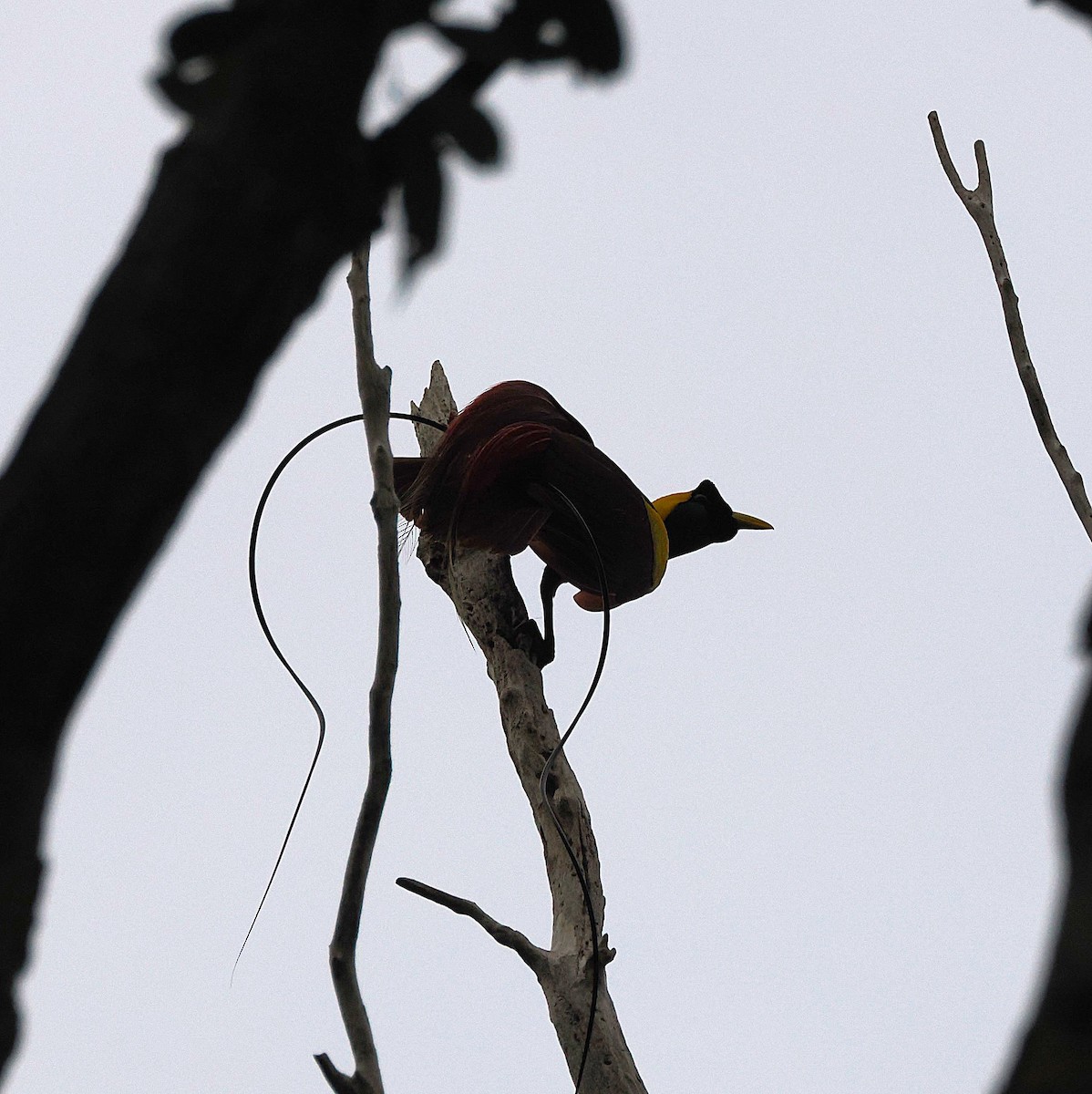 Red Bird-of-Paradise - ML640407333