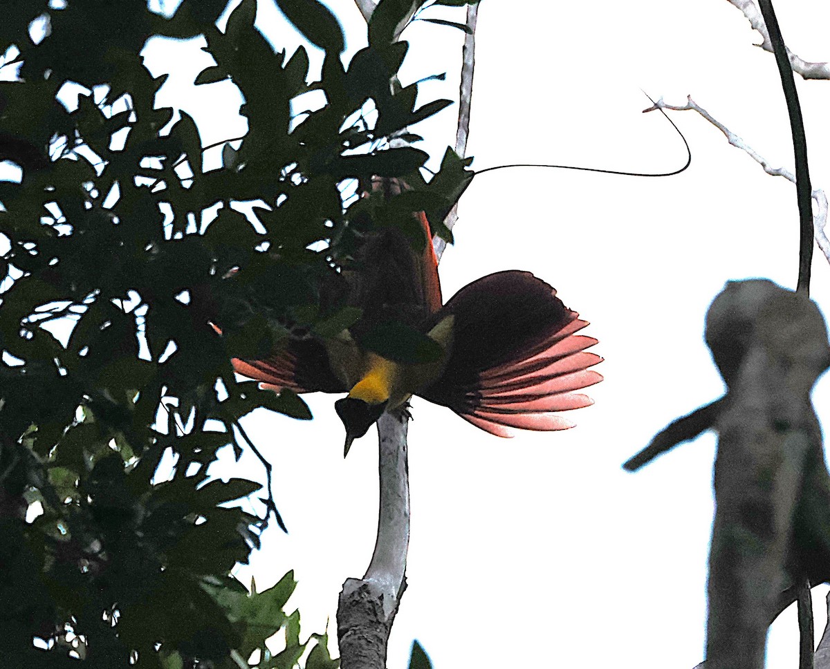 Red Bird-of-Paradise - ML640407335