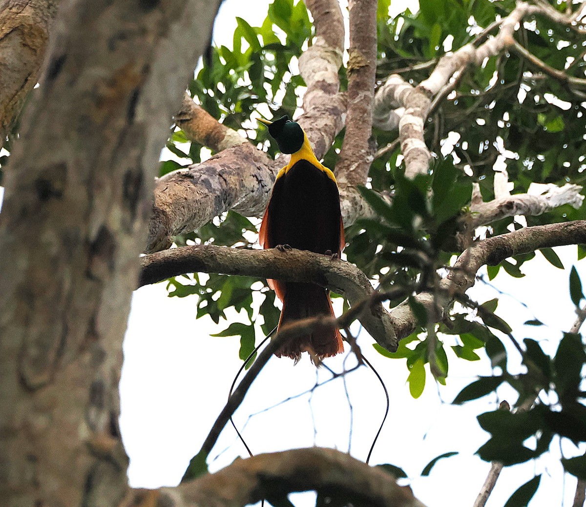 Red Bird-of-Paradise - ML640407336