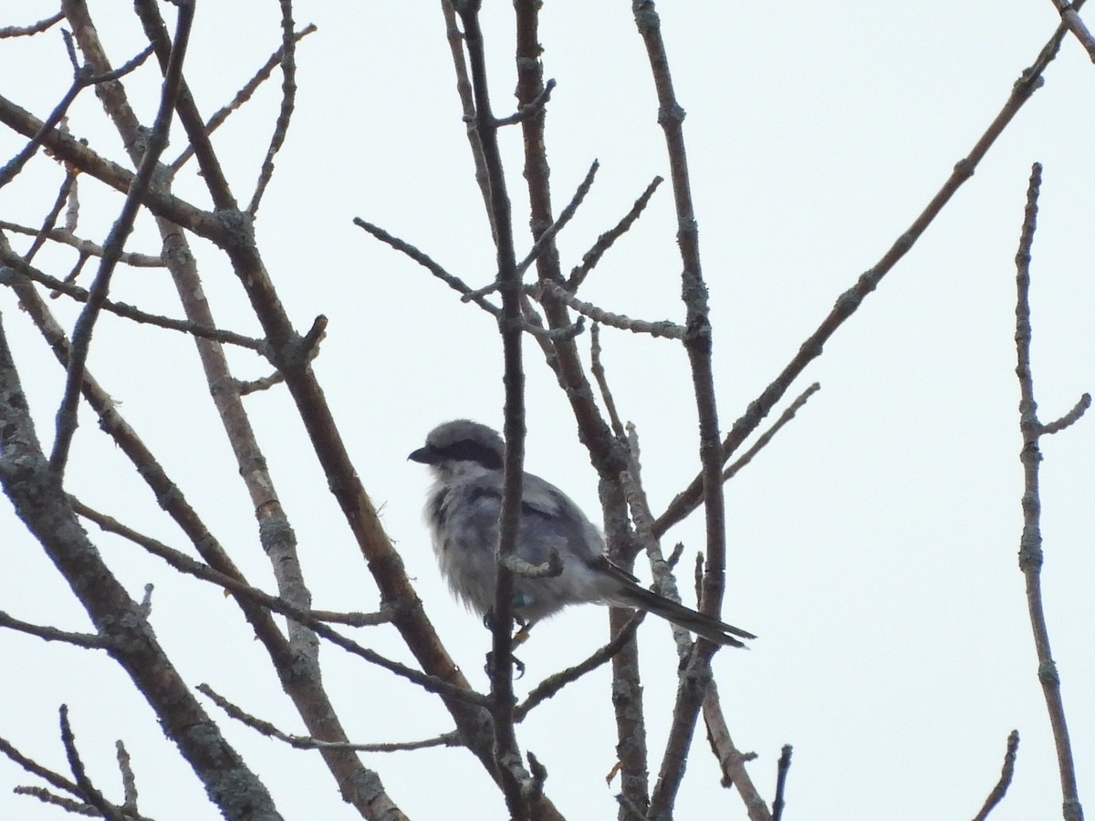 Loggerhead Shrike - ML640407379
