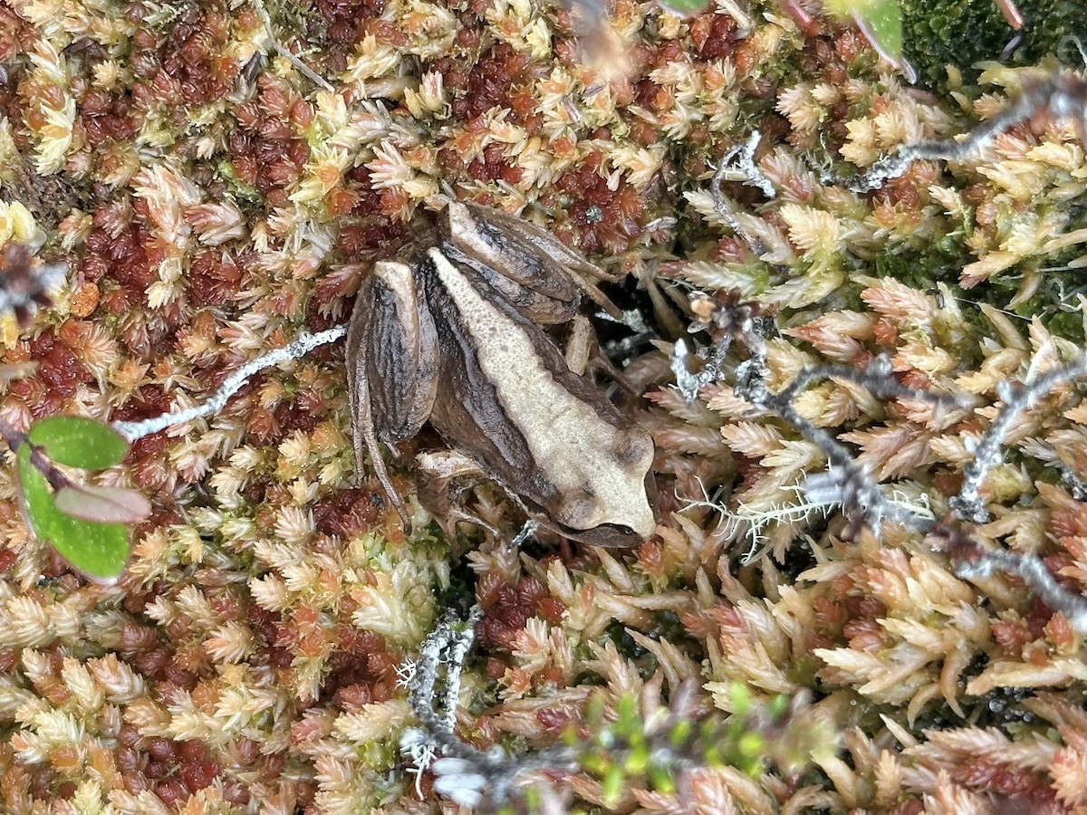 Banded Wood Frog - ML640407409