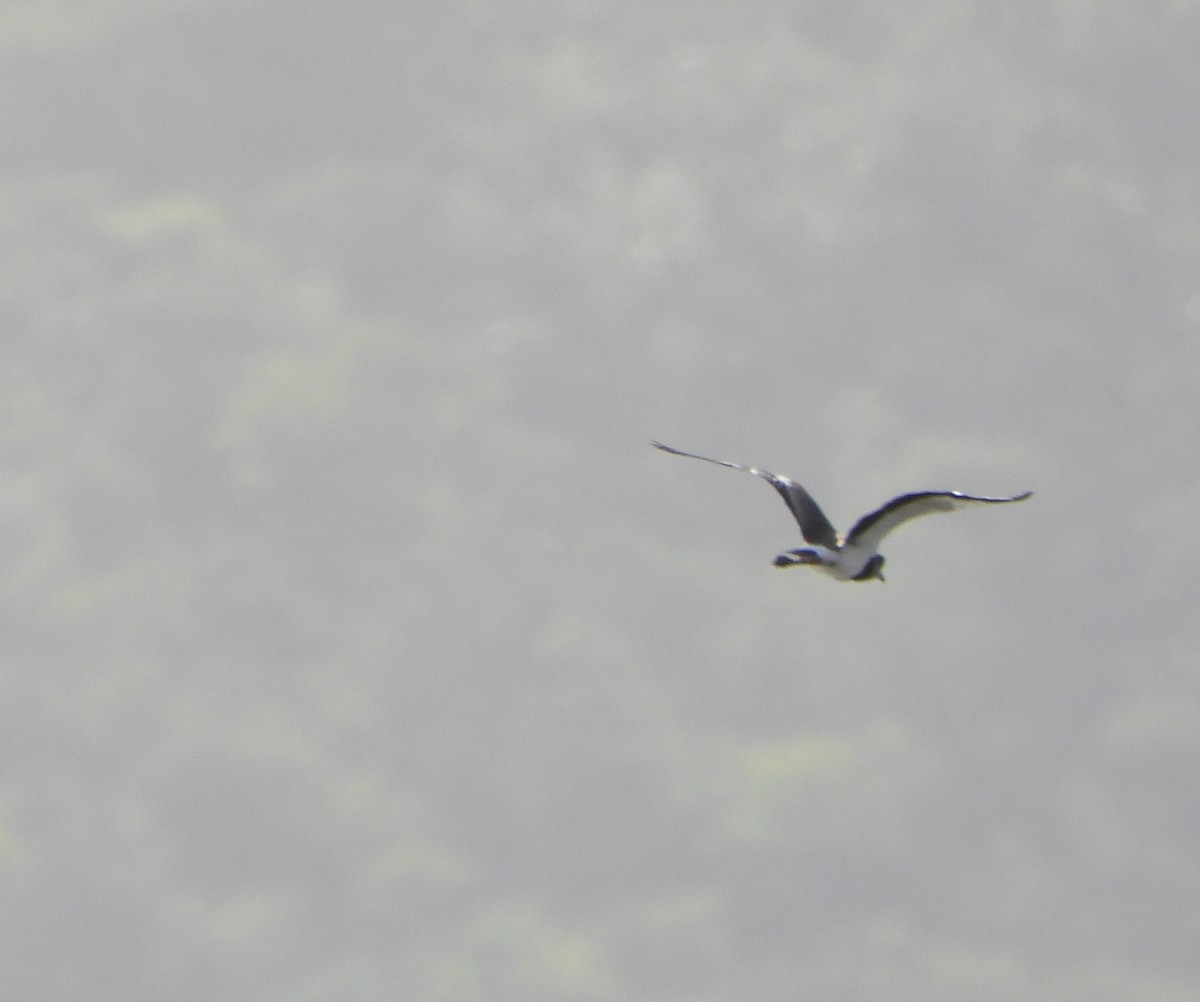 Southern Lapwing - ML640407428