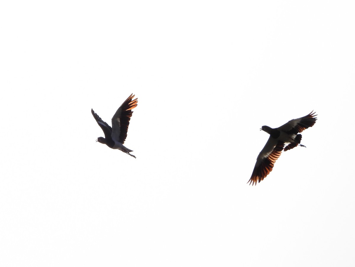Southern Lapwing - ML640407429