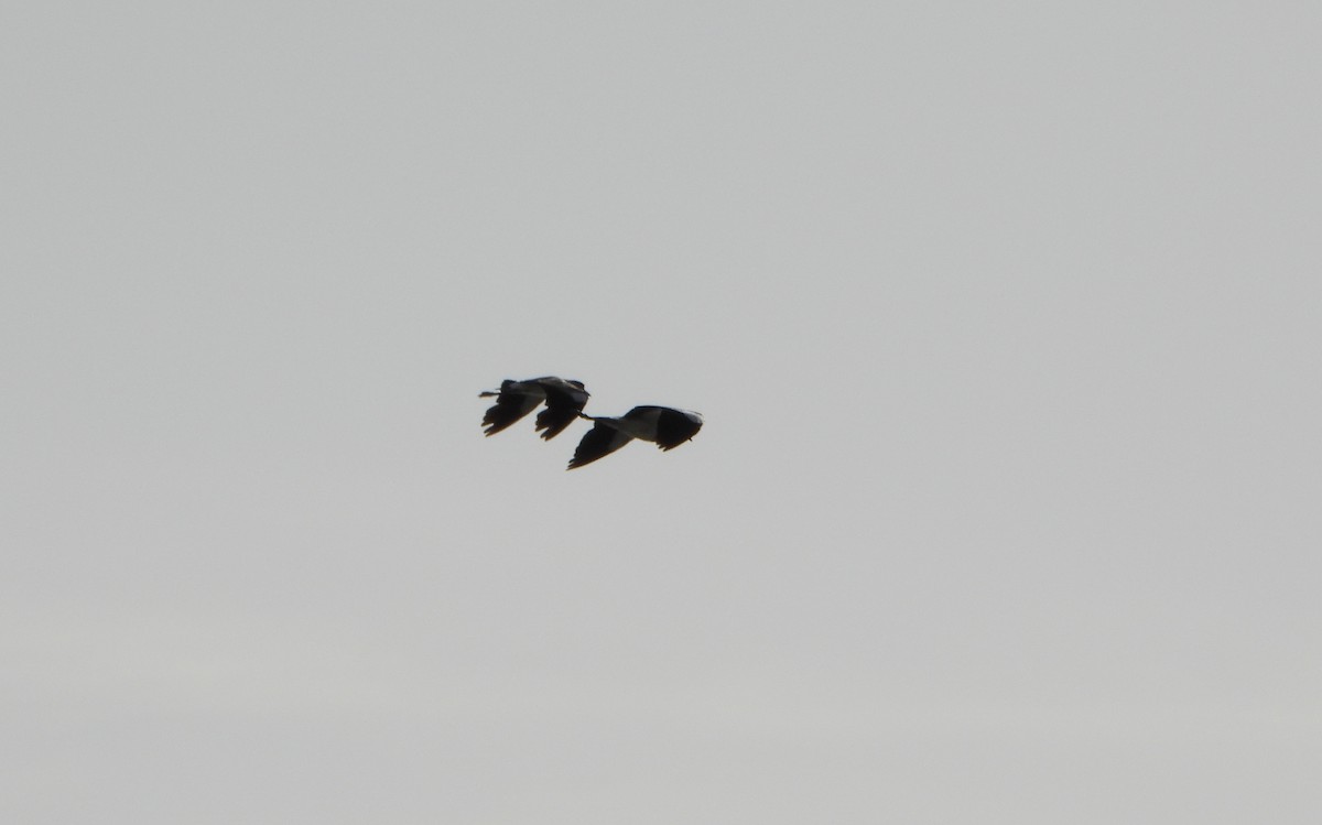 Southern Lapwing - ML640407430