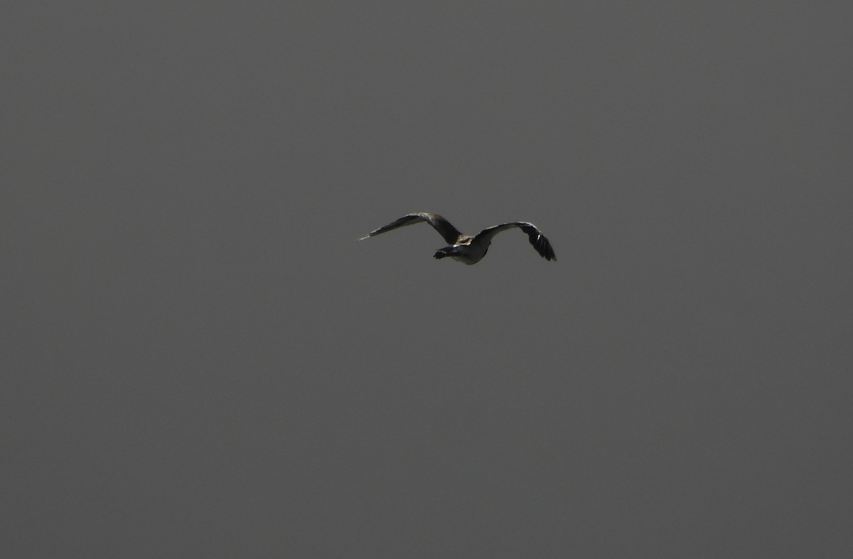Southern Lapwing - ML640407431