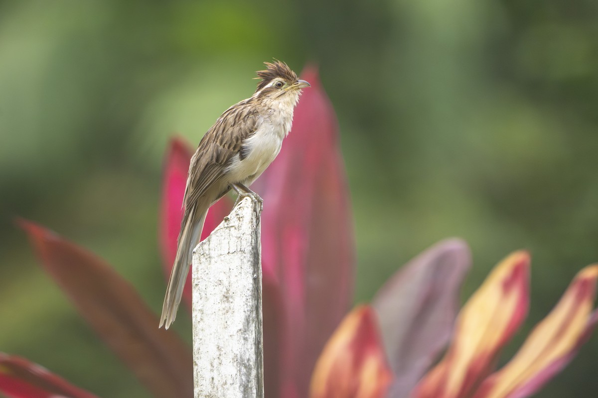 Striped Cuckoo - ML640407443