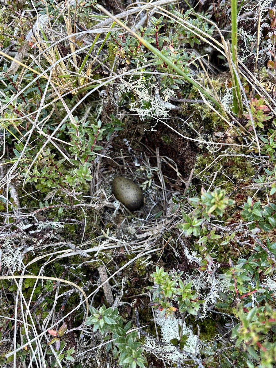 Magellanic Snipe - ML640407445