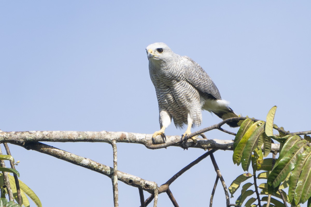 Gray-lined Hawk - ML640407457