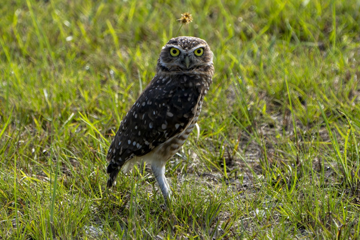 Burrowing Owl - ML640407472