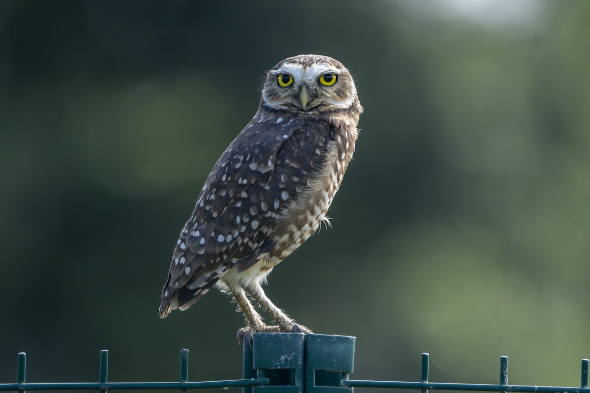 Burrowing Owl - ML640407474