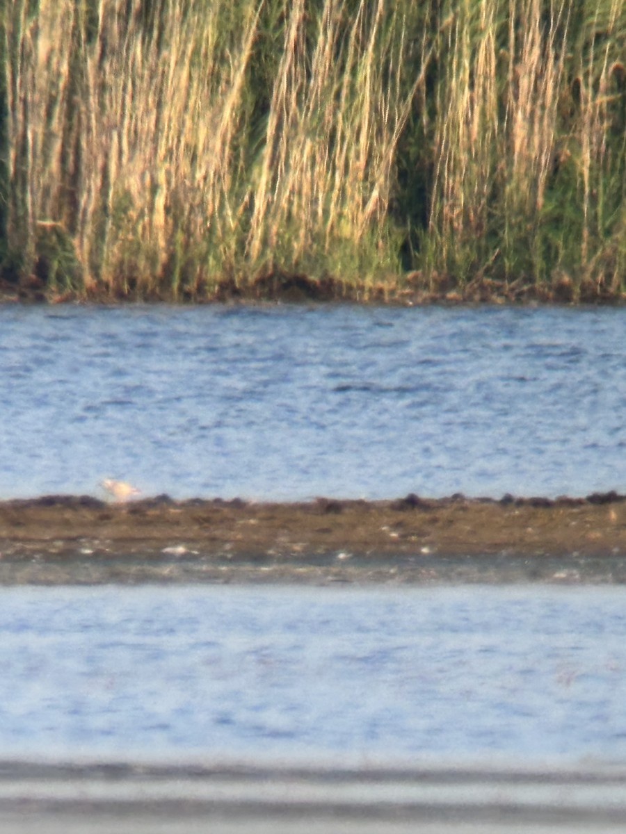 Piping Plover - ML640407480