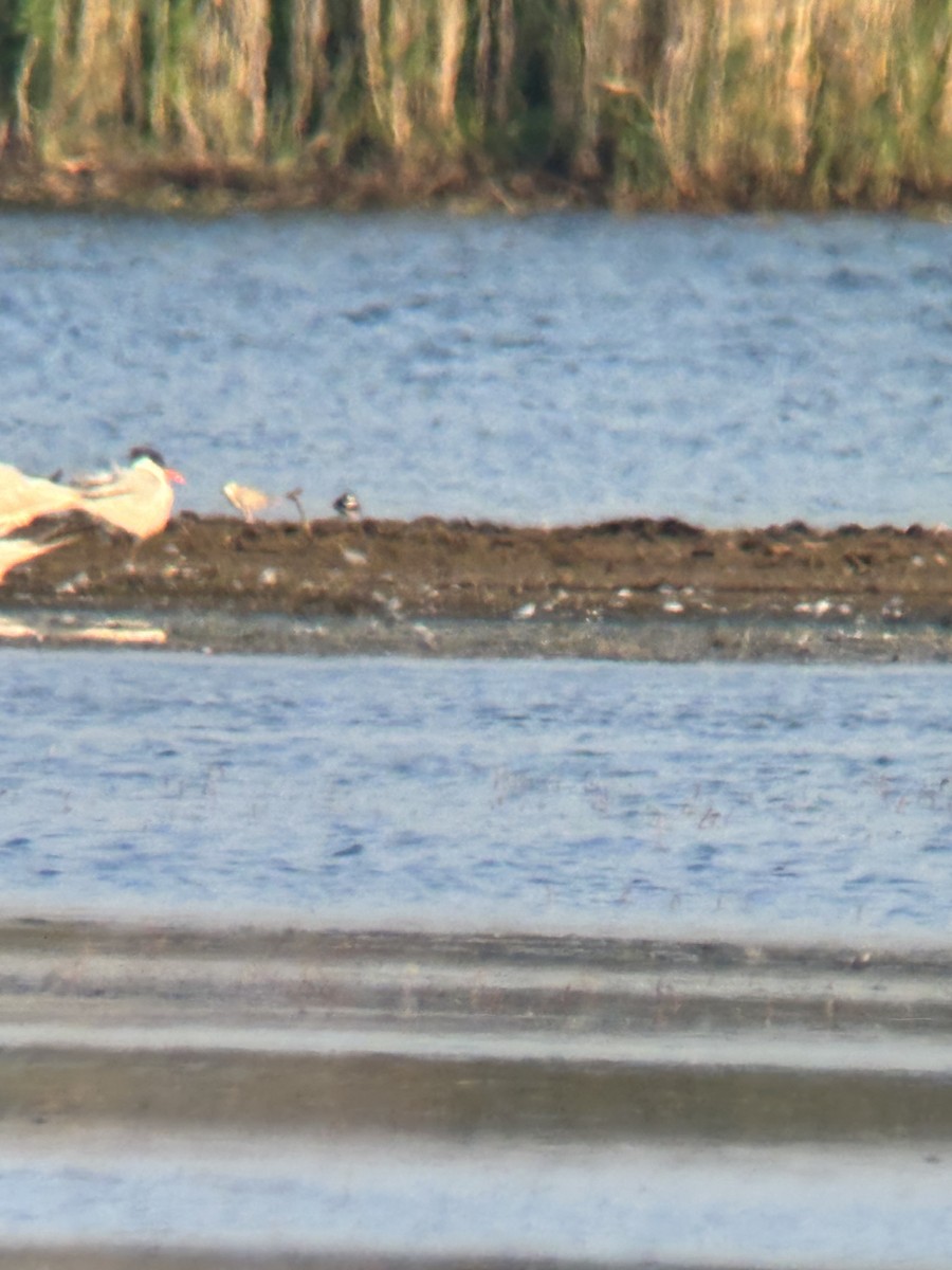 Piping Plover - ML640407482