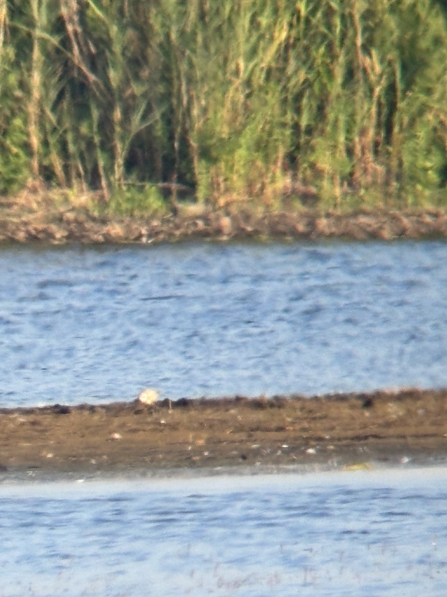 Piping Plover - ML640407484