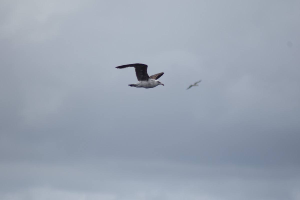 Kelp Gull - ML640407499