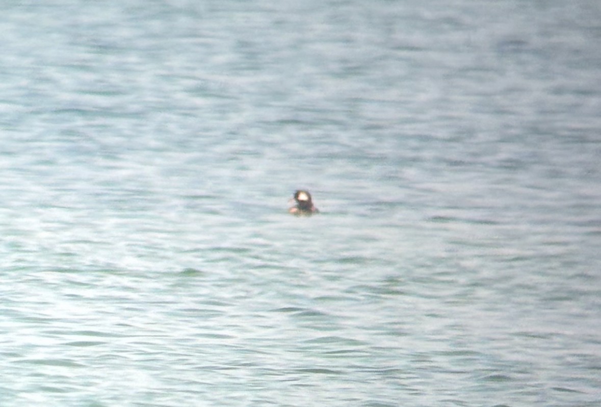 hohol bělavý - ML640407538