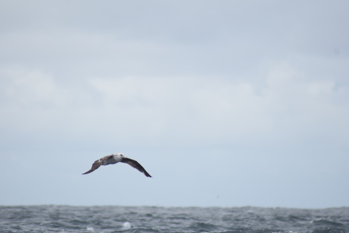 Kelp Gull - ML640407557