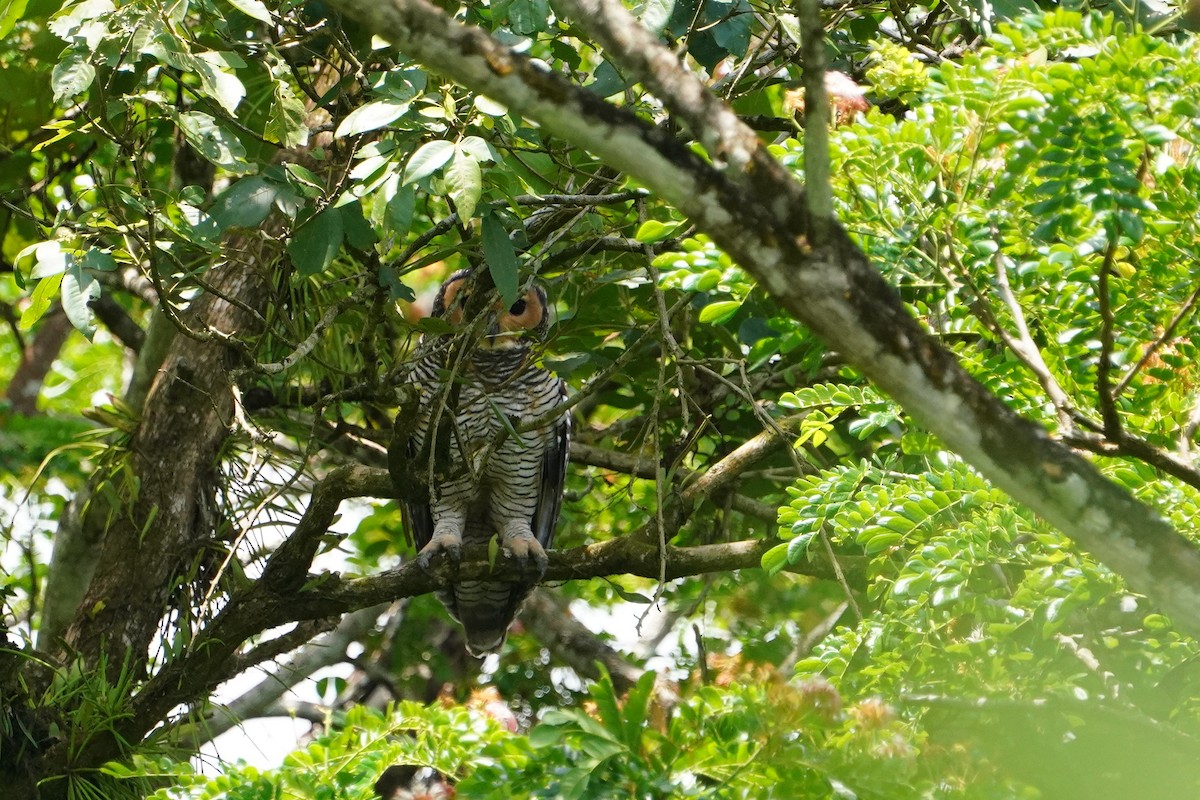 Spotted Wood-Owl - ML640407579