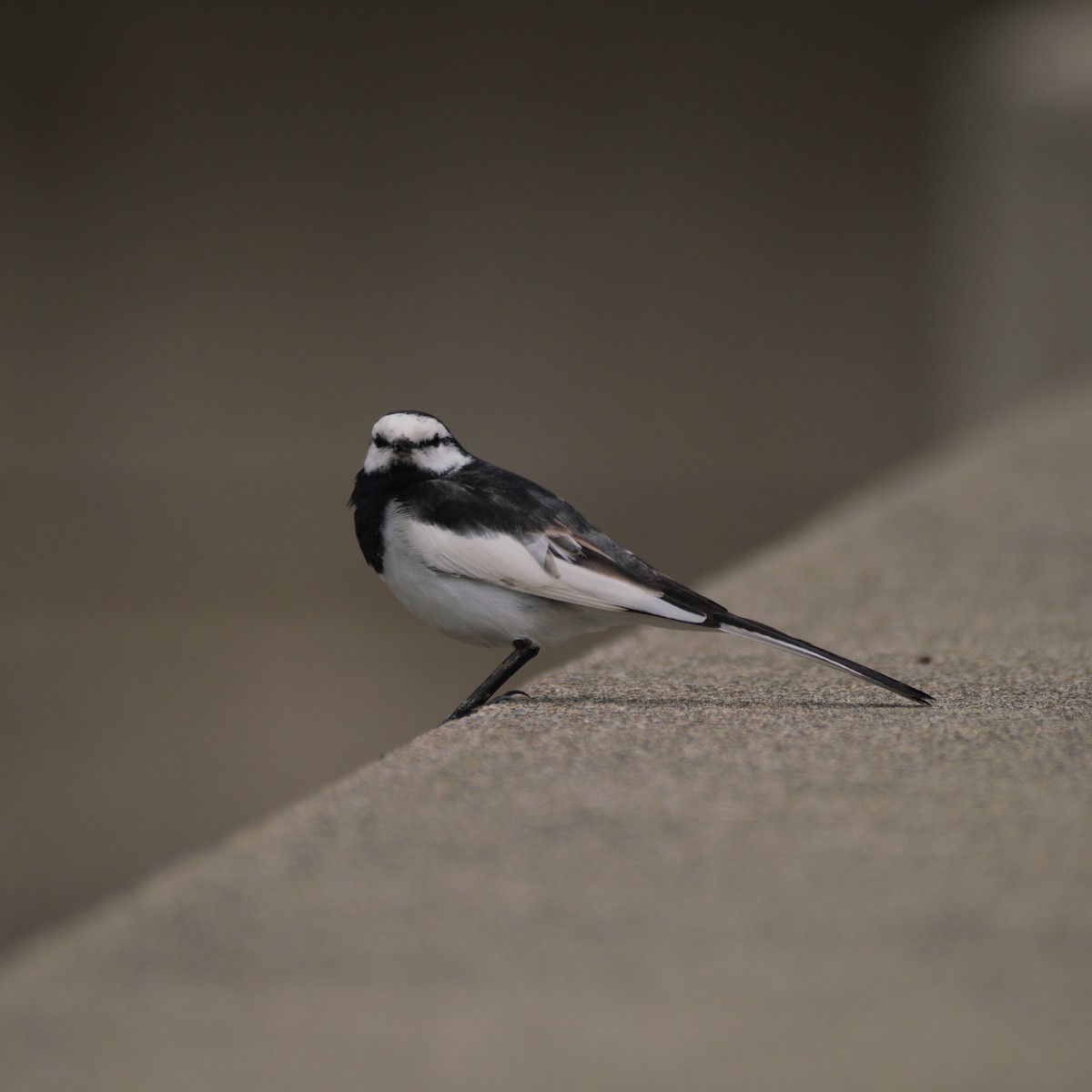 White Wagtail - ML640407582