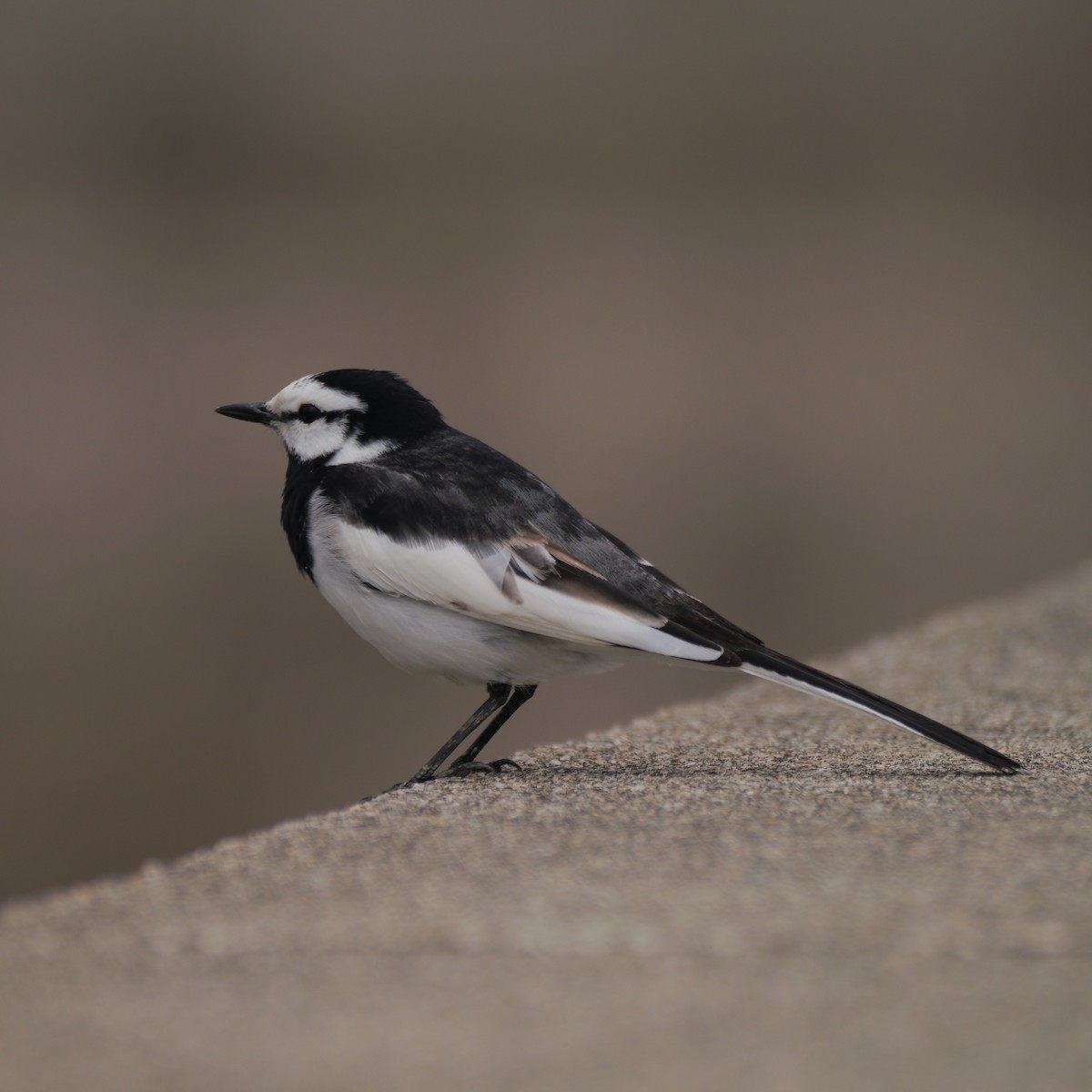 White Wagtail - ML640407583
