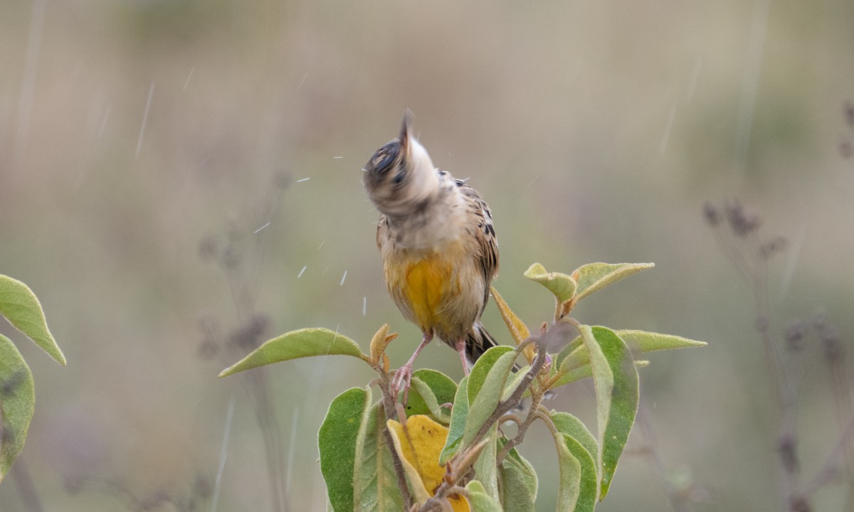 Rosy-throated Longclaw - ML640407651
