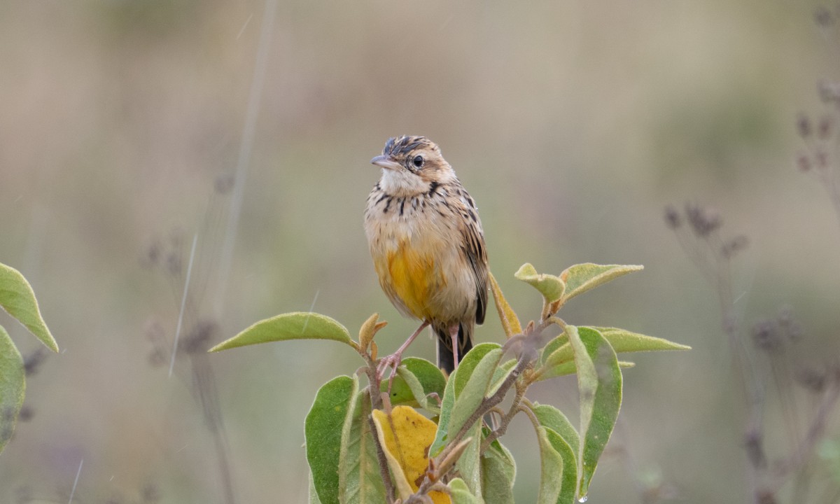 Rosy-throated Longclaw - ML640407652