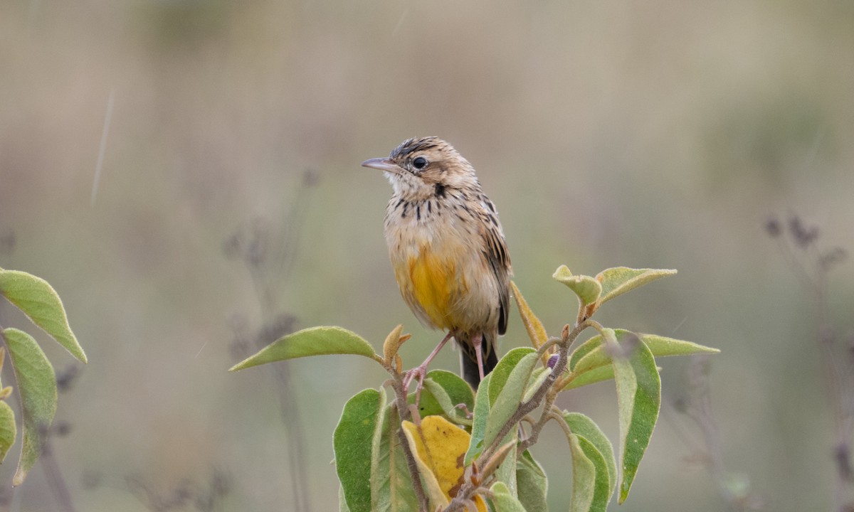 Rosy-throated Longclaw - ML640407654