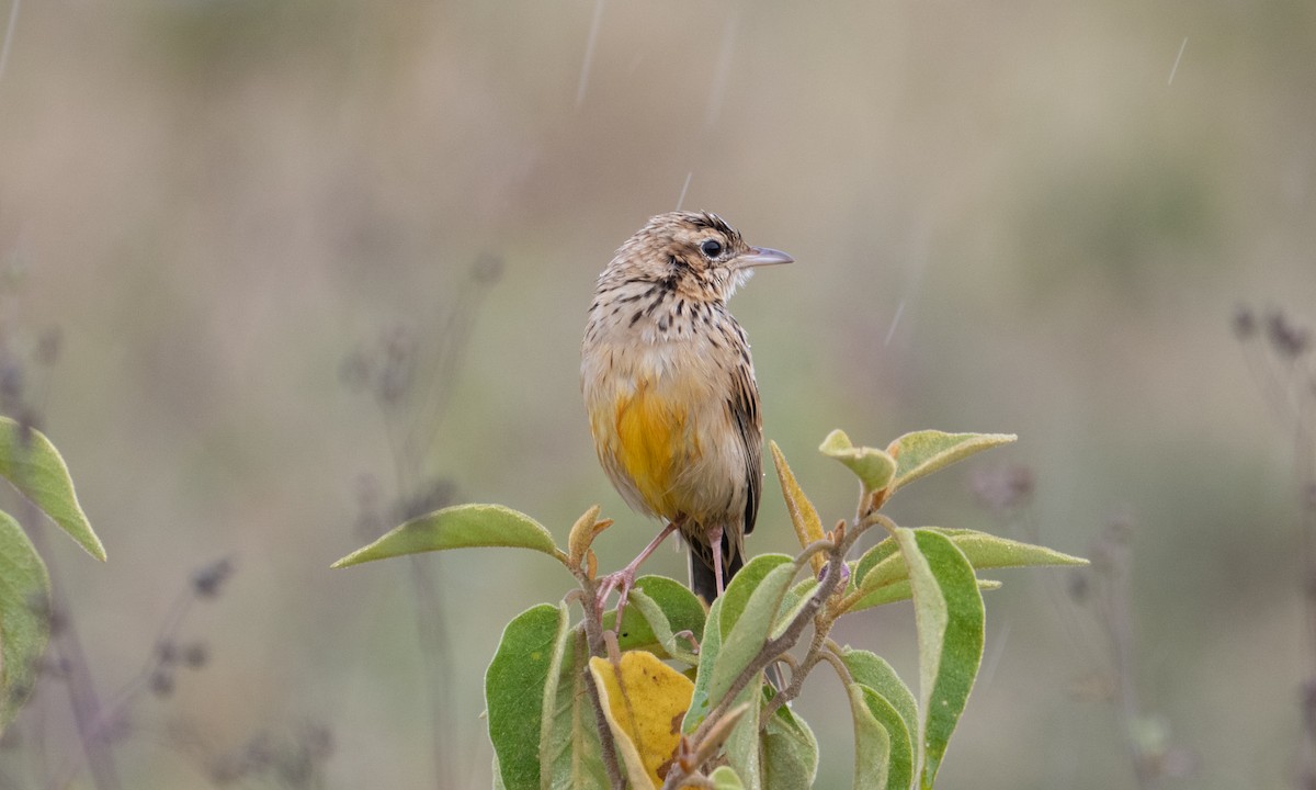 Rosy-throated Longclaw - ML640407655