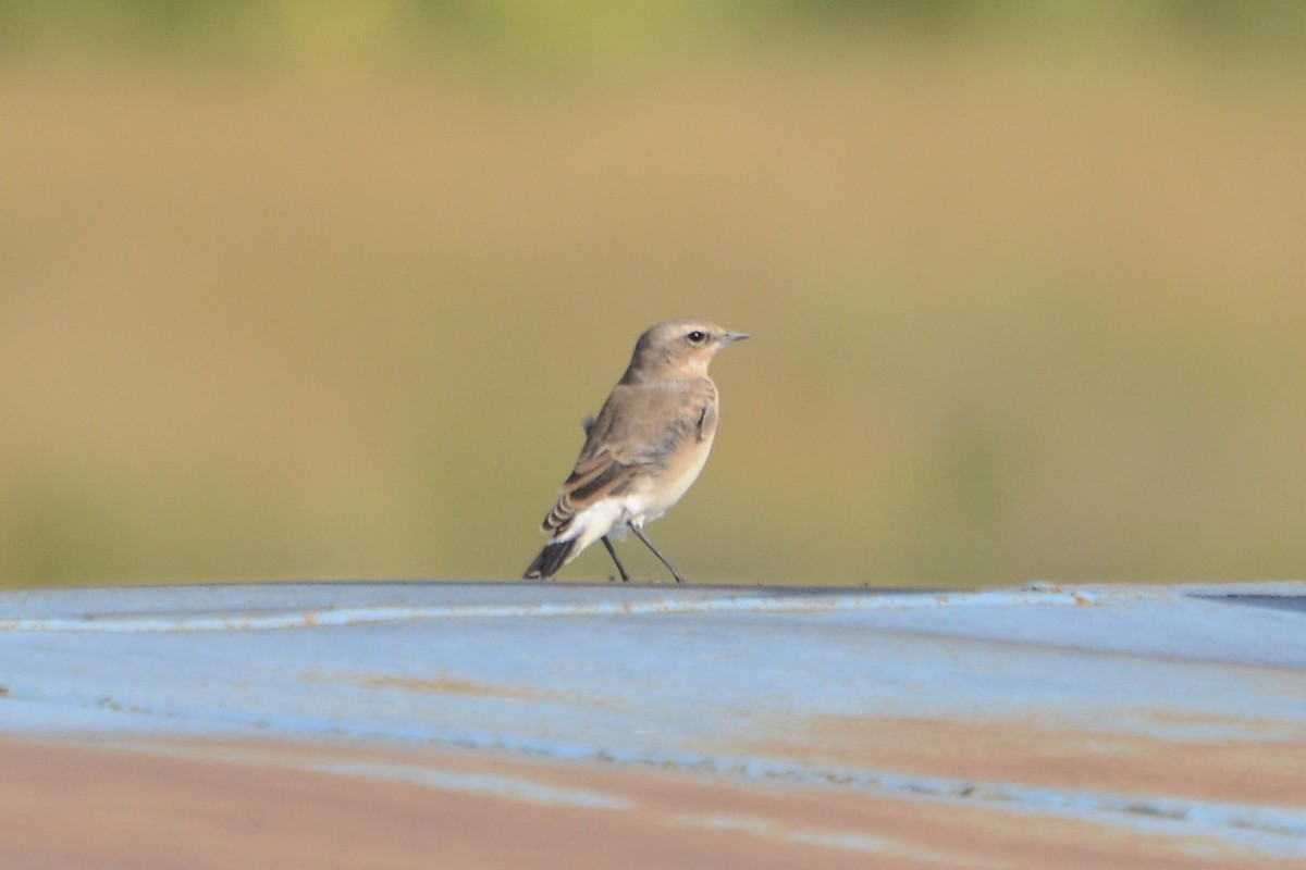 Northern Wheatear - ML640407687