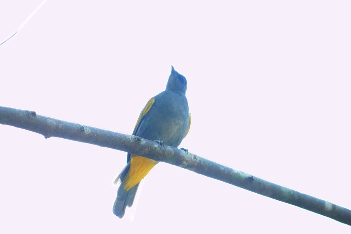 Gray-bellied Bulbul - ML640407717