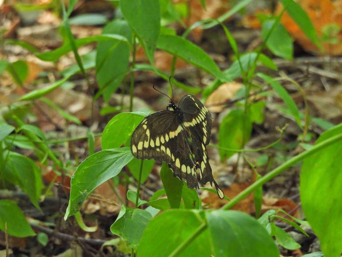 Eastern Giant Swallowtail - ML640407745