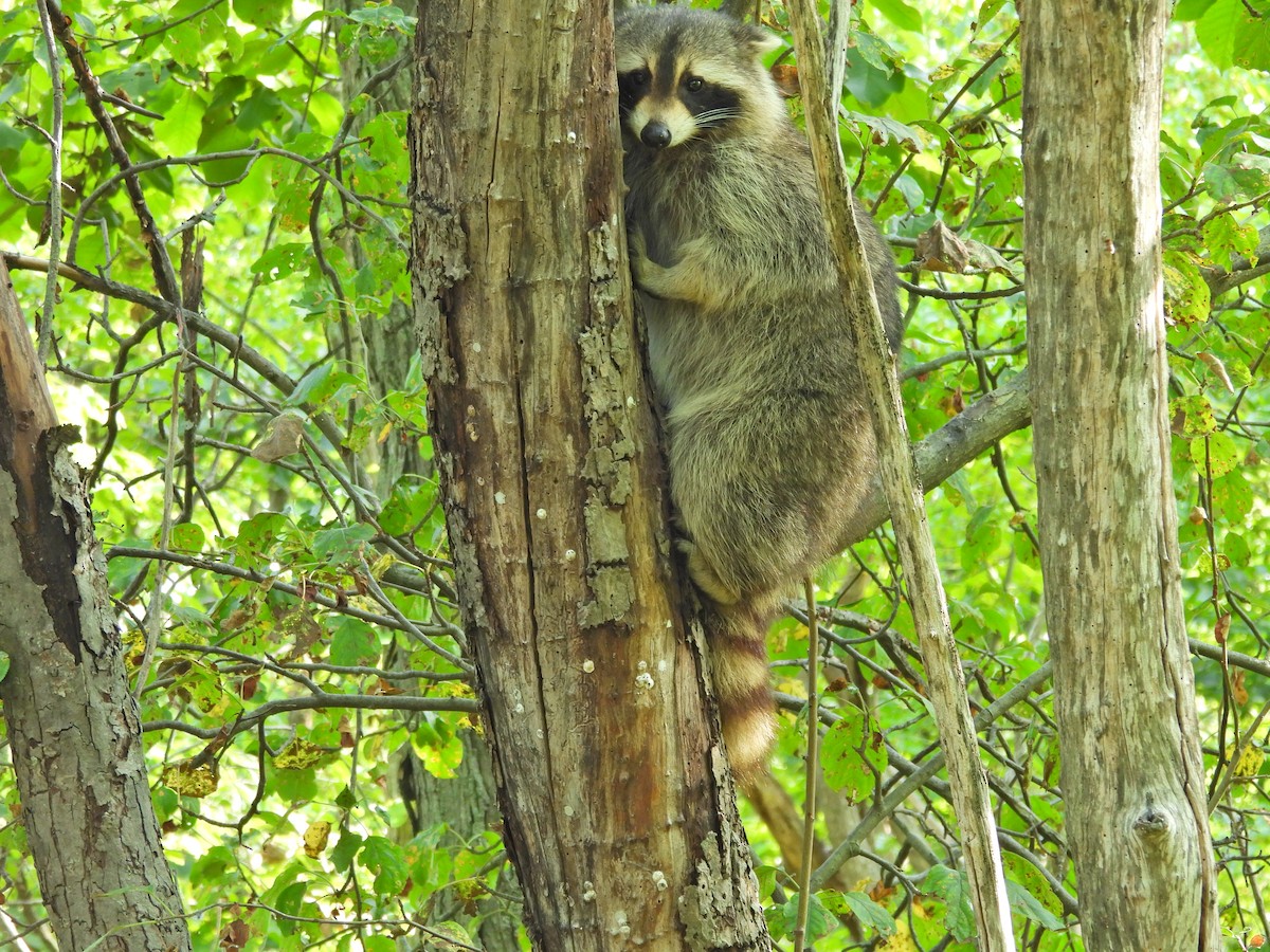 Common Raccoon - ML640407746