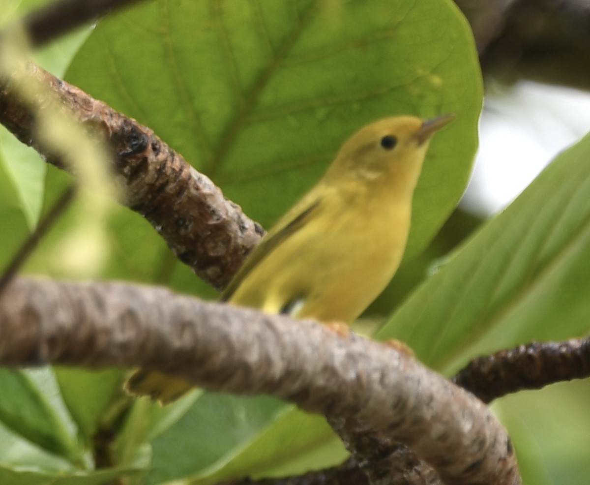 Northern/Mangrove Yellow Warbler - ML640407791