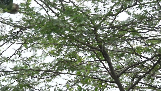 Baya Weaver - ML640407792