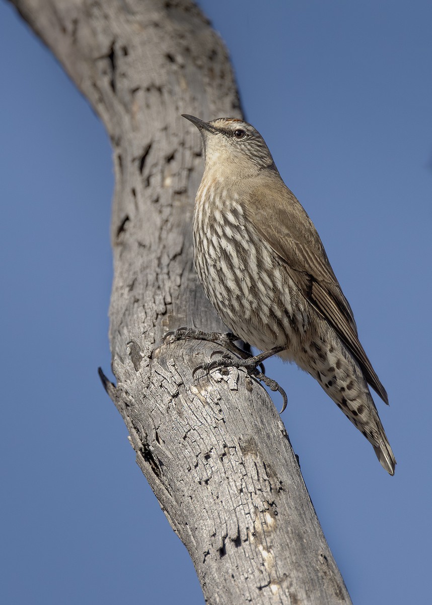 White-browed Treecreeper - ML640407795