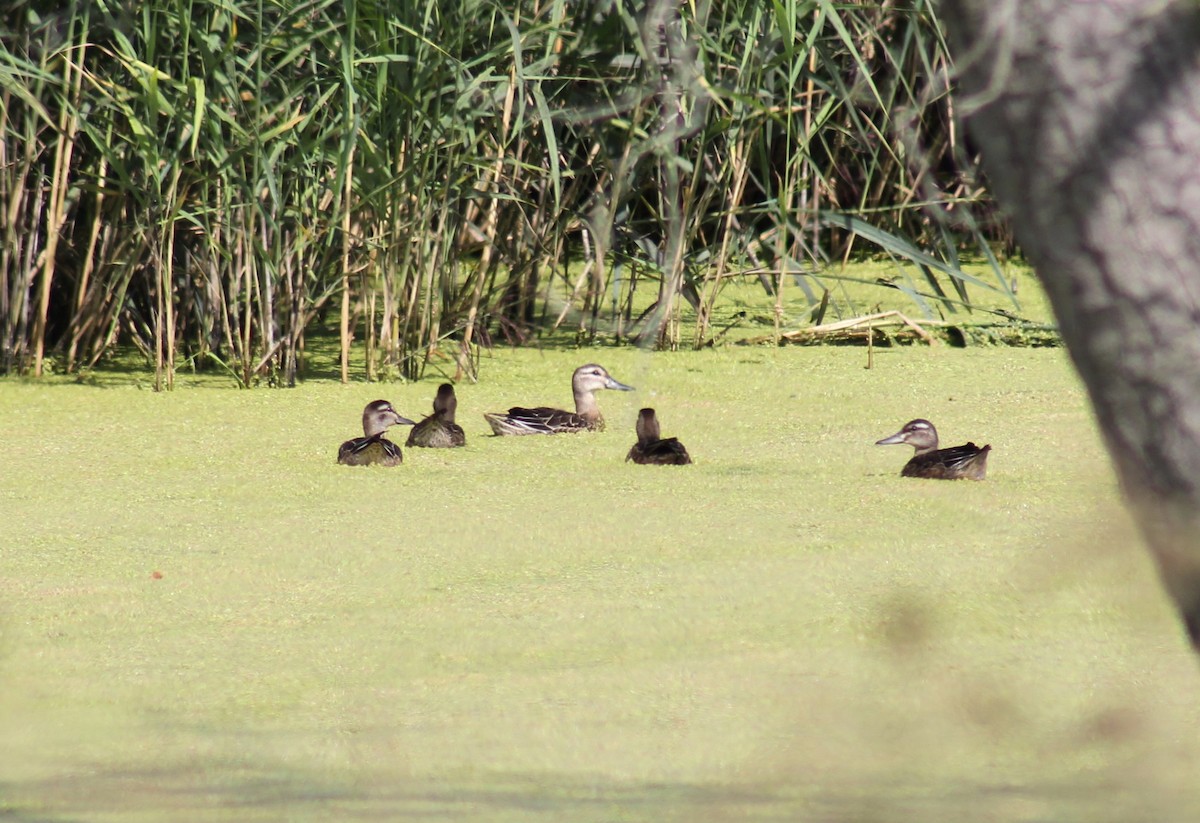 Garganey - ML640407827