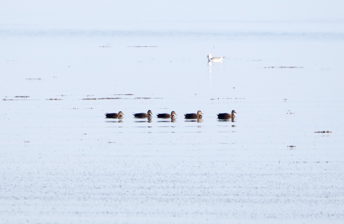 American Black Duck - ML640407880