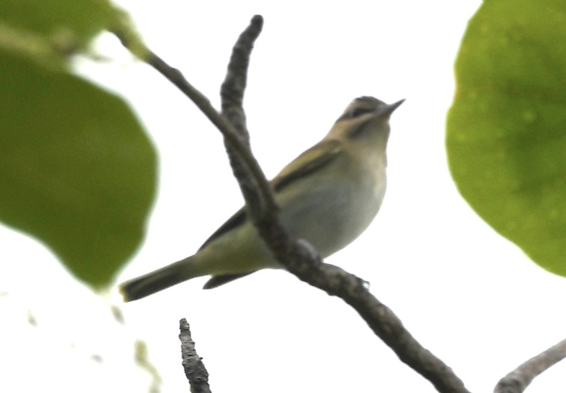 Black-whiskered Vireo - ML640407886