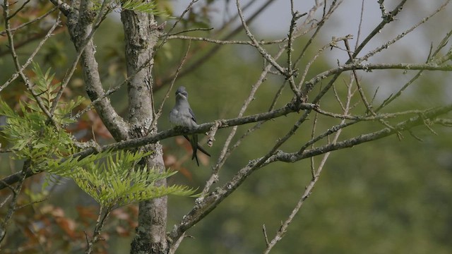 Crested Treeswift - ML640407926