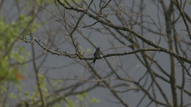 Crested Treeswift - ML640407927