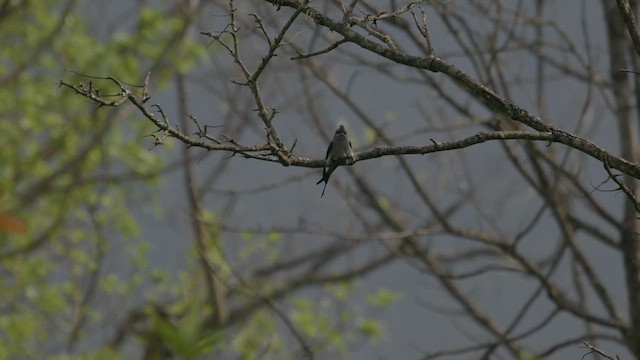 Crested Treeswift - ML640407928