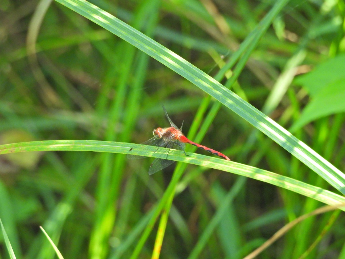 Animals - ML640407945