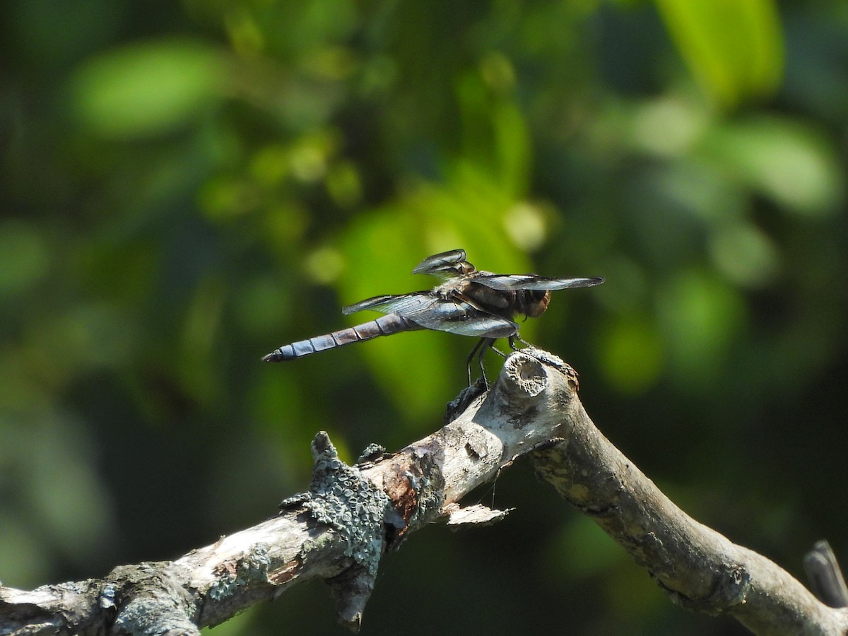 Animals - ML640407947