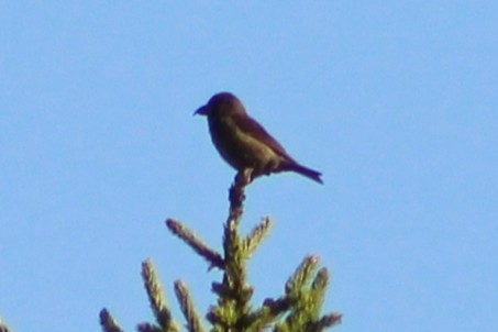 grankorsnebb (type 12) - ML640408018