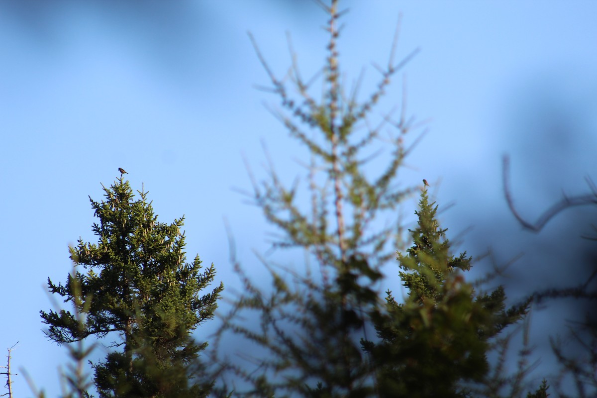 grankorsnebb (type 12) - ML640408029