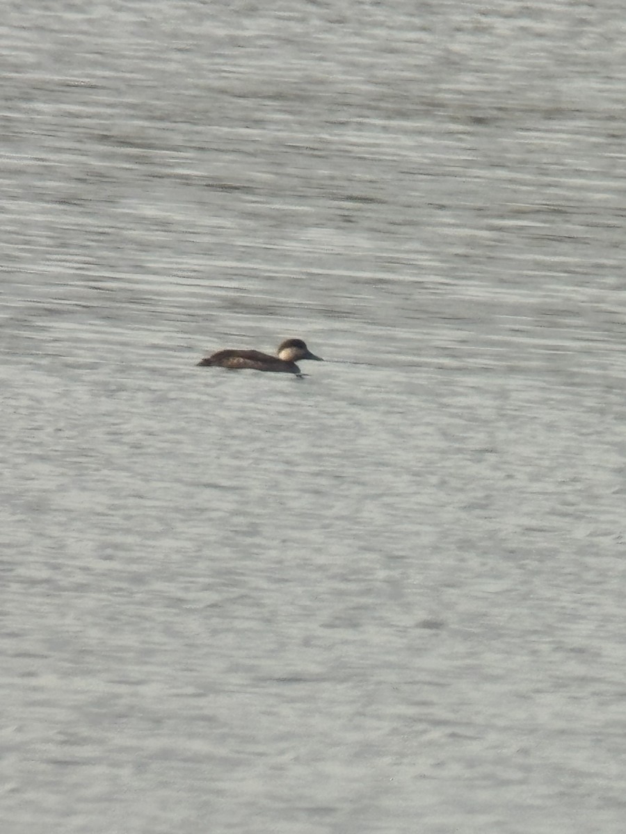 Common Scoter - ML640408030